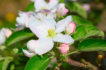 Apple garden