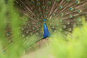 Fotobehang peacock in green © Елена Игнатьева