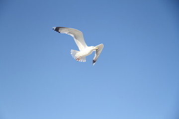 seagull