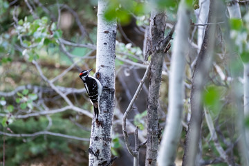 Woodpecker on birch tree
