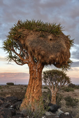 Communal birds nest in giant quiver tree