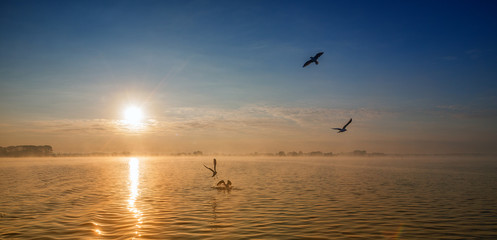 Obraz na płótnie Canvas Seagull in flight at sunset.