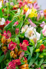 Alstrremeria is a genus of South American rhizome and tuberous flowering herbaceous plants from the Alstrmosterian family.