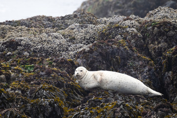 Relaxed seal with bored face expression lying on a rock