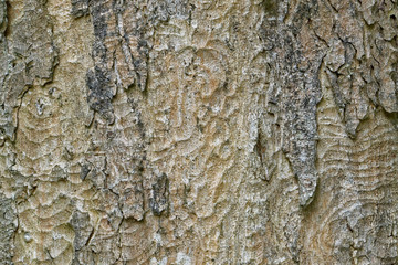 Abstract old wood tree bark texture.