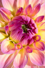 Obraz premium Dahlia flower