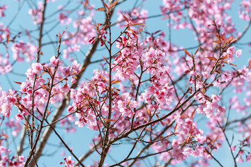 Wild Himalayan Cherry Blossoms in spring season (Prunus cerasoides), Sakura in Thailand, selective focus, Phu Lom Lo, Loei, Thailand.