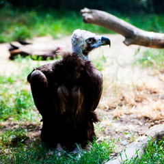  Vulture