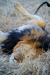 Soutg Africa lion on savannah inside a private game reserve