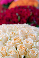 Buds of beautiful, fresh red and white roses.