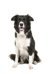Border Collie dog sitting looking at camera isolated on a white background