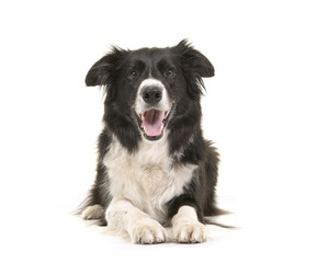 Border collie dog lying down with its head up looking at the camera isolated on a white background