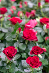 Beautiful red roses.