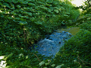 Small beautiful brook stream in a forest
