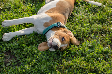 cute beagle dog posing in the park, sunny summer day
