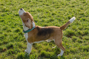cute beagle dog posing in the park, sunny summer day