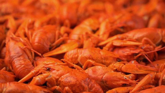 Footage red boiled crawfish closeup rotate on a tray.