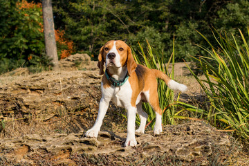 cute beagle dog posing in the park, sunny summer day