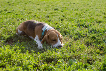 cute beagle dog posing in the park, sunny summer day