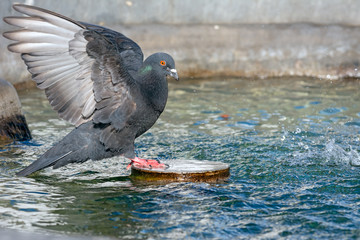 Dove in a fountain