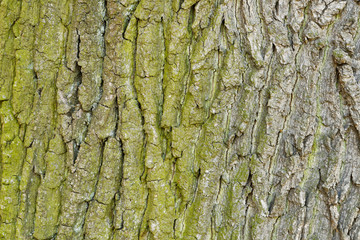 Abstract old wood tree bark texture.