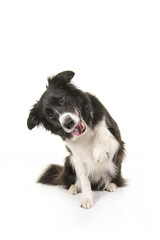 Border collie dog sitting and doing tricks to get attention or treat isolated on a white background
