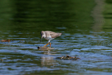 Terek Sandpiper (Xenus cinereus).