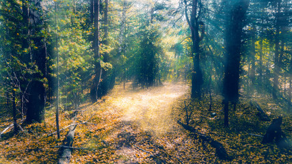 Autumn forest of Russia