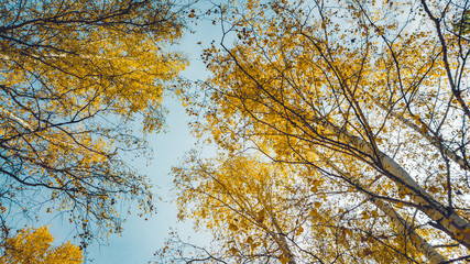 Autumn leaves in birch forest