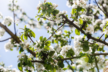 Beautiful Blossom or flower blooming in blue sky on nature background , Soft focus