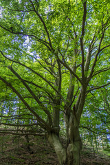 Fototapeta premium Drzewo