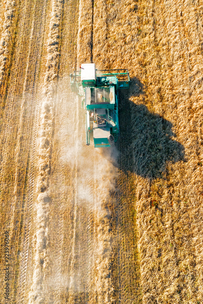 Wall mural shooting from above, combine harvester works on a wheat field.