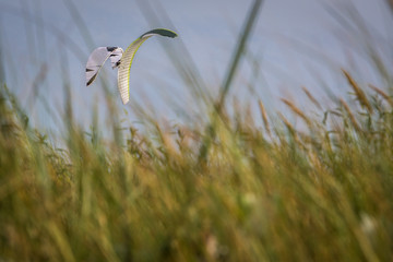 Two kitesurfing kites visiblo over the hill