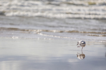 Seagul walking on a beach
