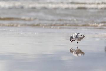 Seagul walking on a beach