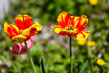 Red Tulips in the Meadow in the Springtime