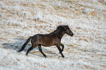 Black Kaimanawa horse galloping on the white frosted land, Central Plateau, New Zealand