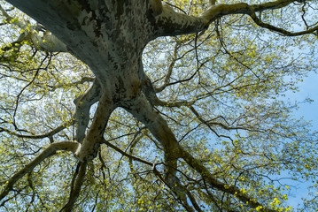 Blick hinauf ins Astwerk einer Platane