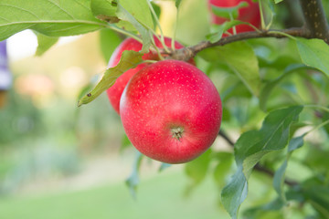 red apple on branch