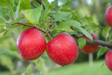 red apples in orchard
