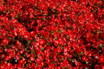 background of small red flowers with green leaves