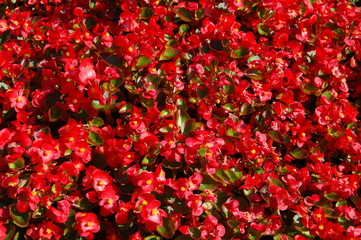 background of red flowers with green leaves