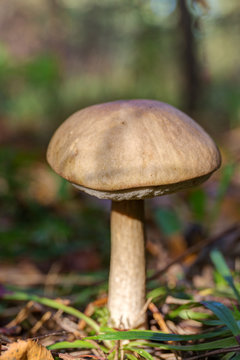 mushroom brown cap boletus