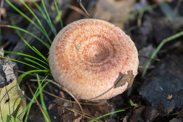 pink mushroom in the woods