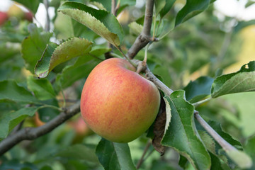 one apple growing on apple tree