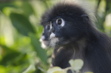 Portrait of two dusky leaf monkey’s in a tree looking away