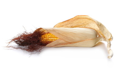 Dry corn ears isolated on white background, clipping path