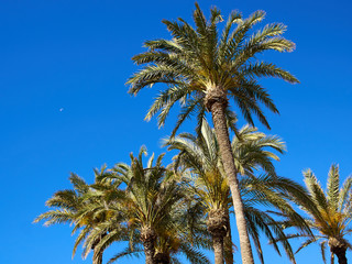 Fototapeta na wymiar Palm coconut trees on a beautiful beach