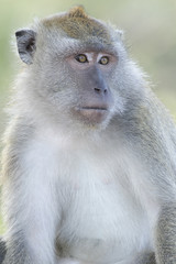 Naklejka na ściany i meble Closeup of a macaque monkey portrait looking away on a soft green background