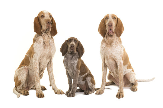 Three bracco italiano dogs, two adults and one puppy looking to the camera isolated on a white background